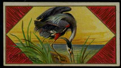21 Great Blue Heron